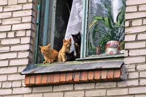 5. Четыре кошки чуть не выпали со второго этажа.