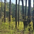 лес при имении Сежа совр.вид 2.jpg
